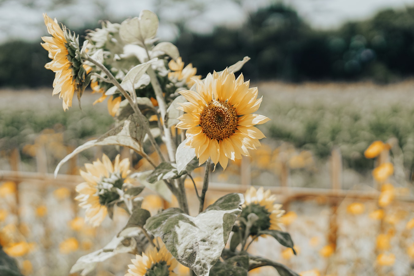 girasoli-giardino-in-stile-country